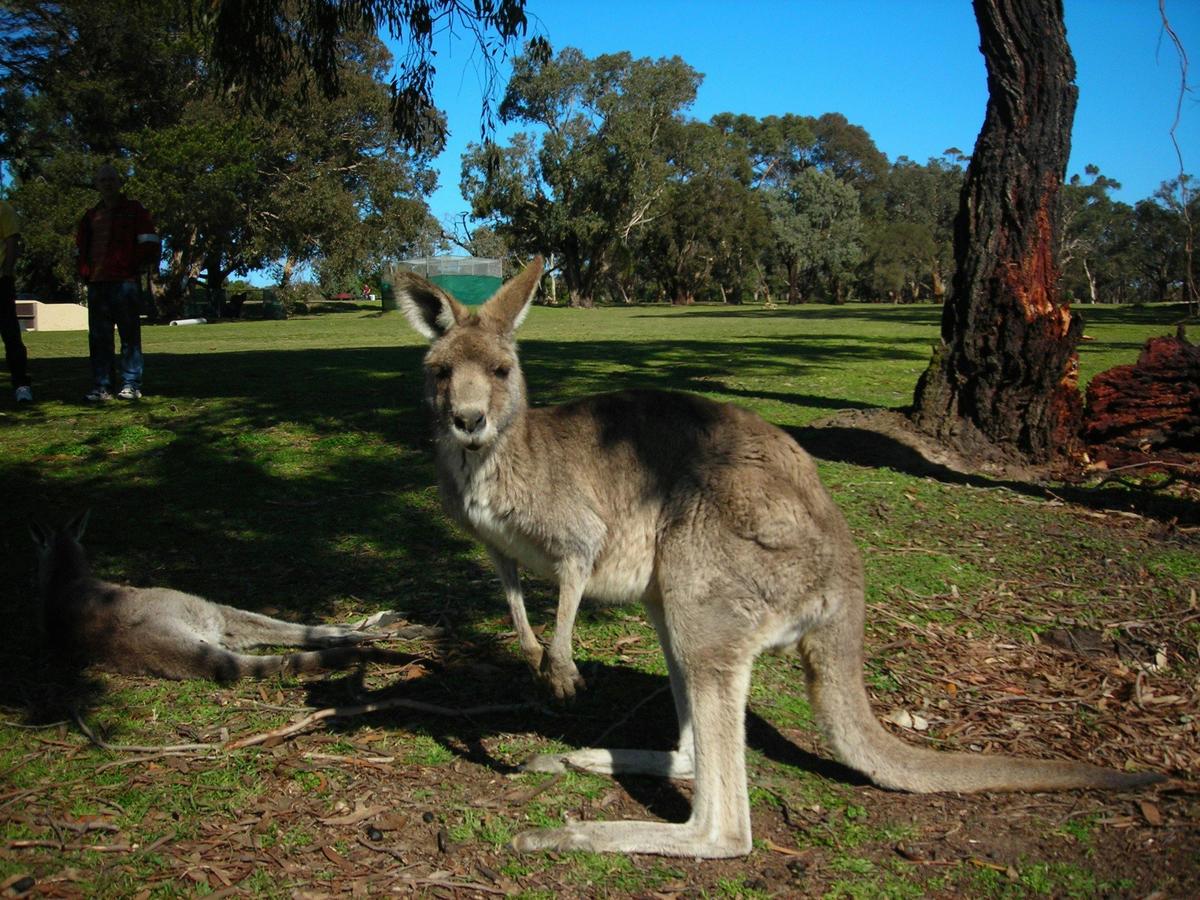 Kangaroo at Anglesea Golf Course
