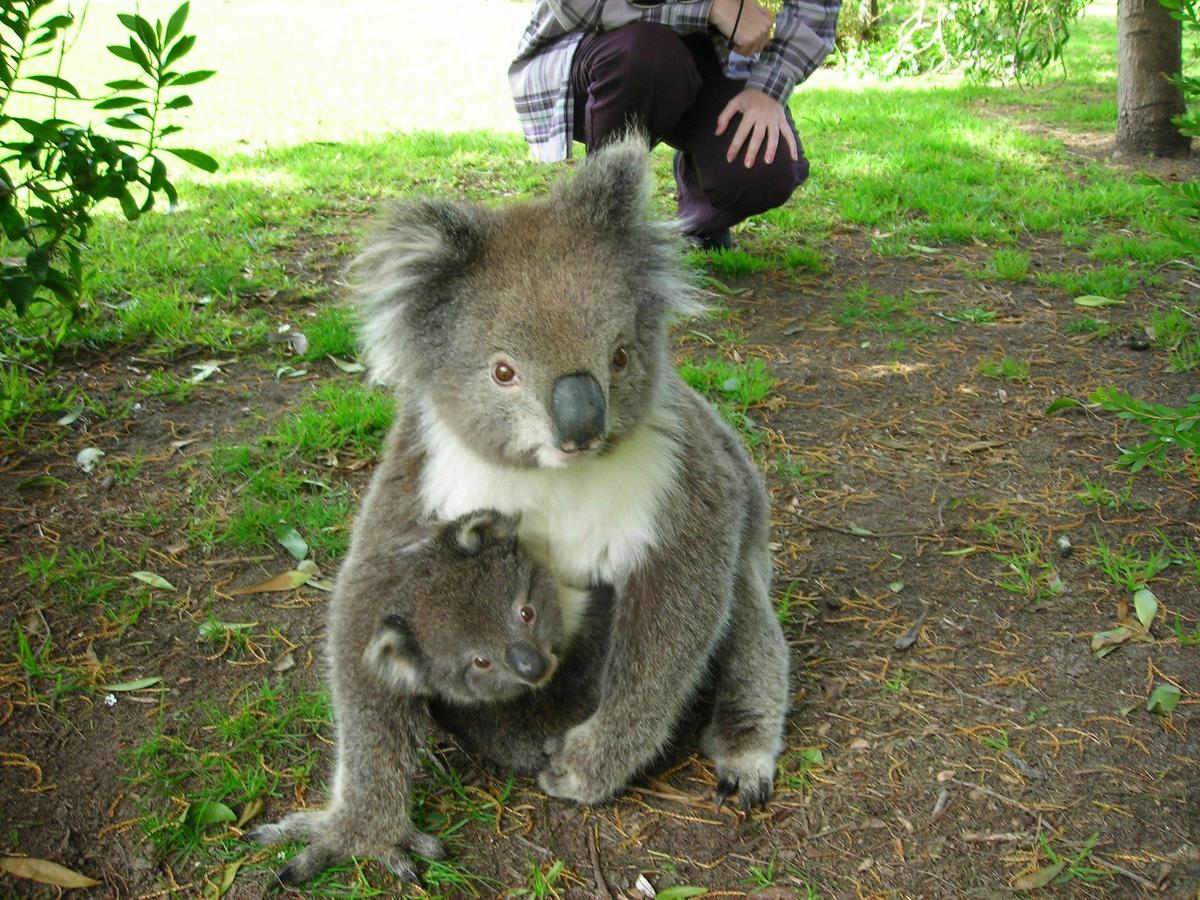 Koala and joey
