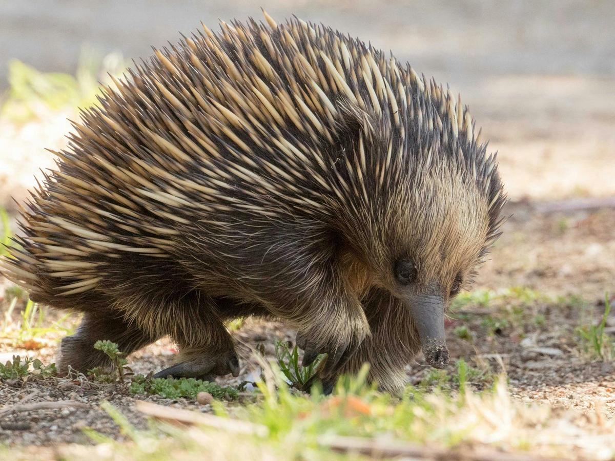 Echidna