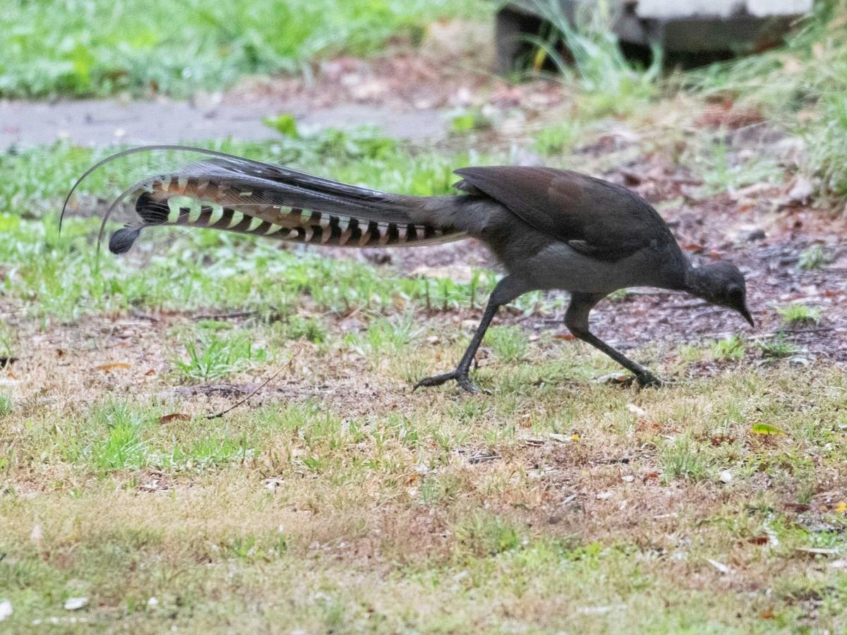Lyrebird, East Gippsland