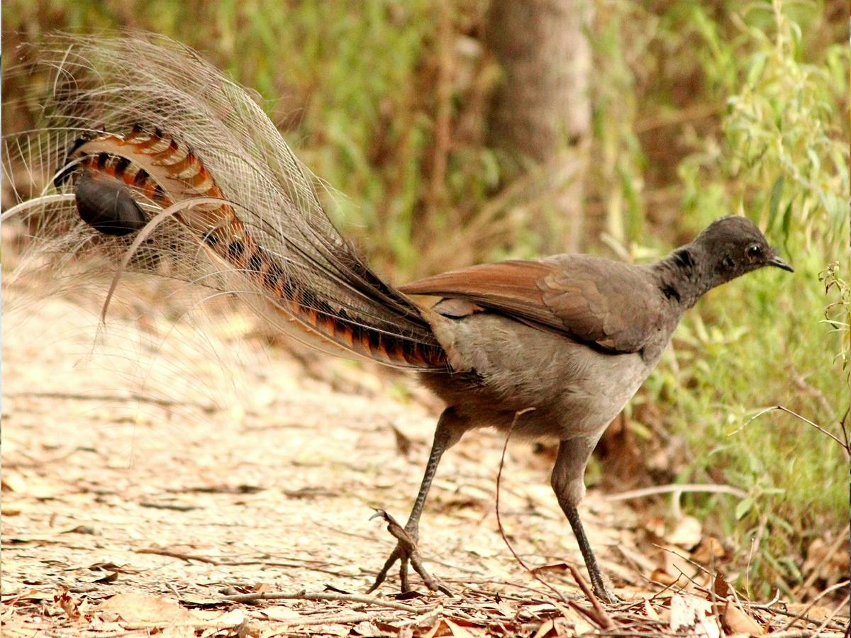 Lyrebird