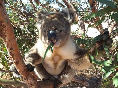 Koala