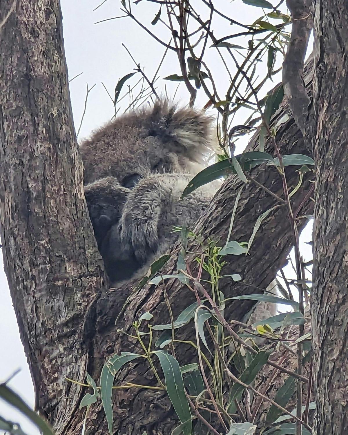 Sleepy Koala