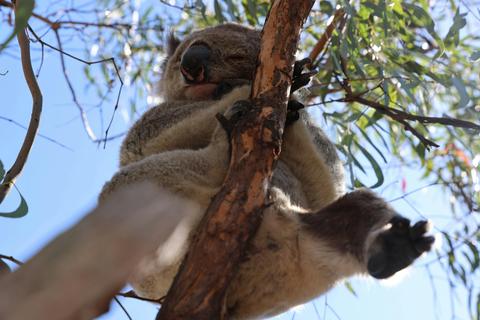 Sleepy Koala