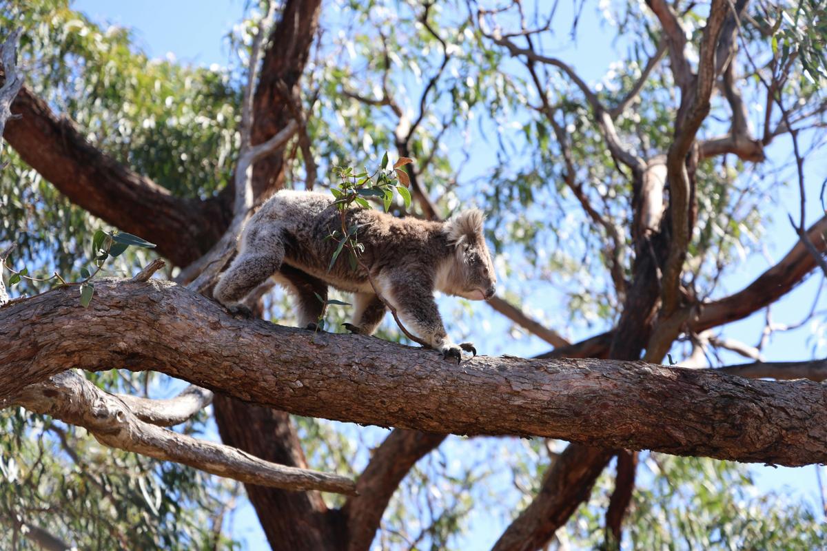 Koala on the move