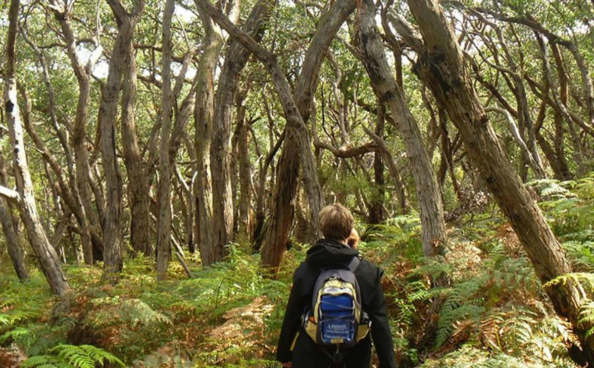 Great Ocean Walk End to End Challenge - 5 Day - Self-Guided