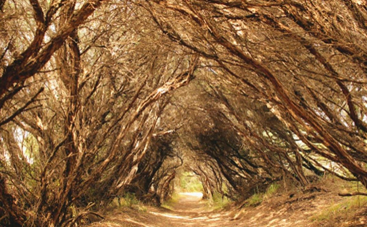 2 Bays to Capes Schank