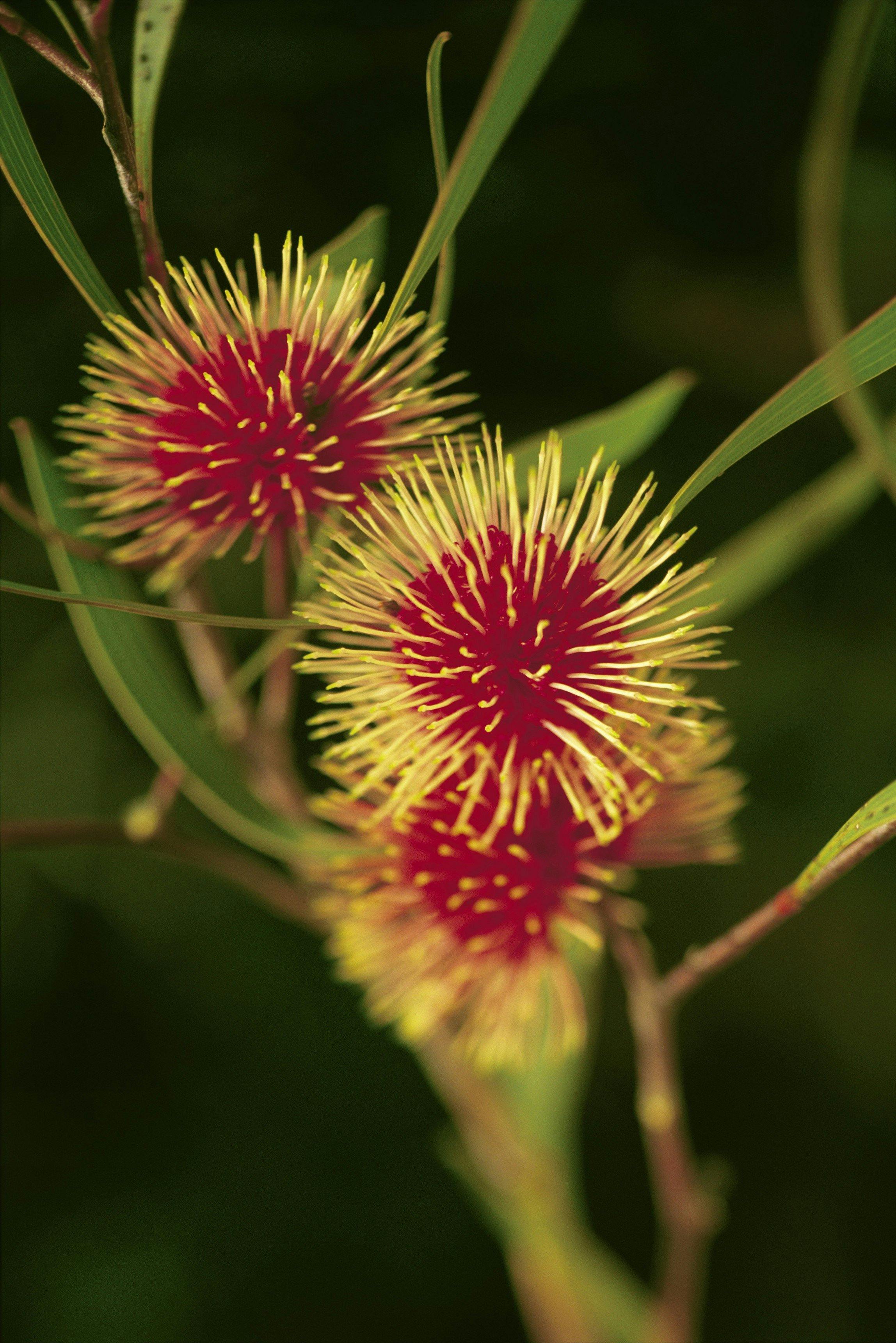 Grampians Flowering Gum