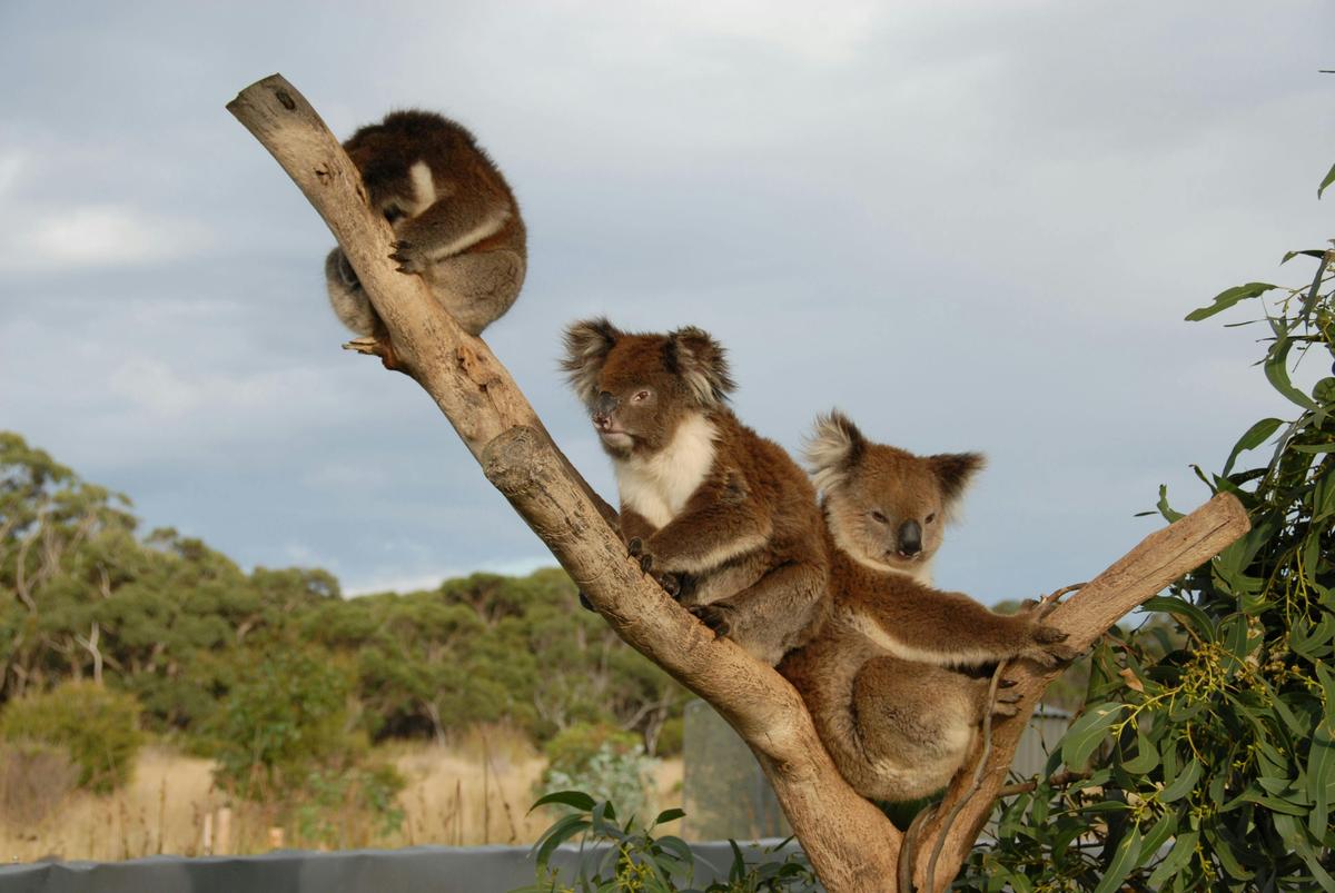 Great Ocean Walk - 8 Day Self-Guided