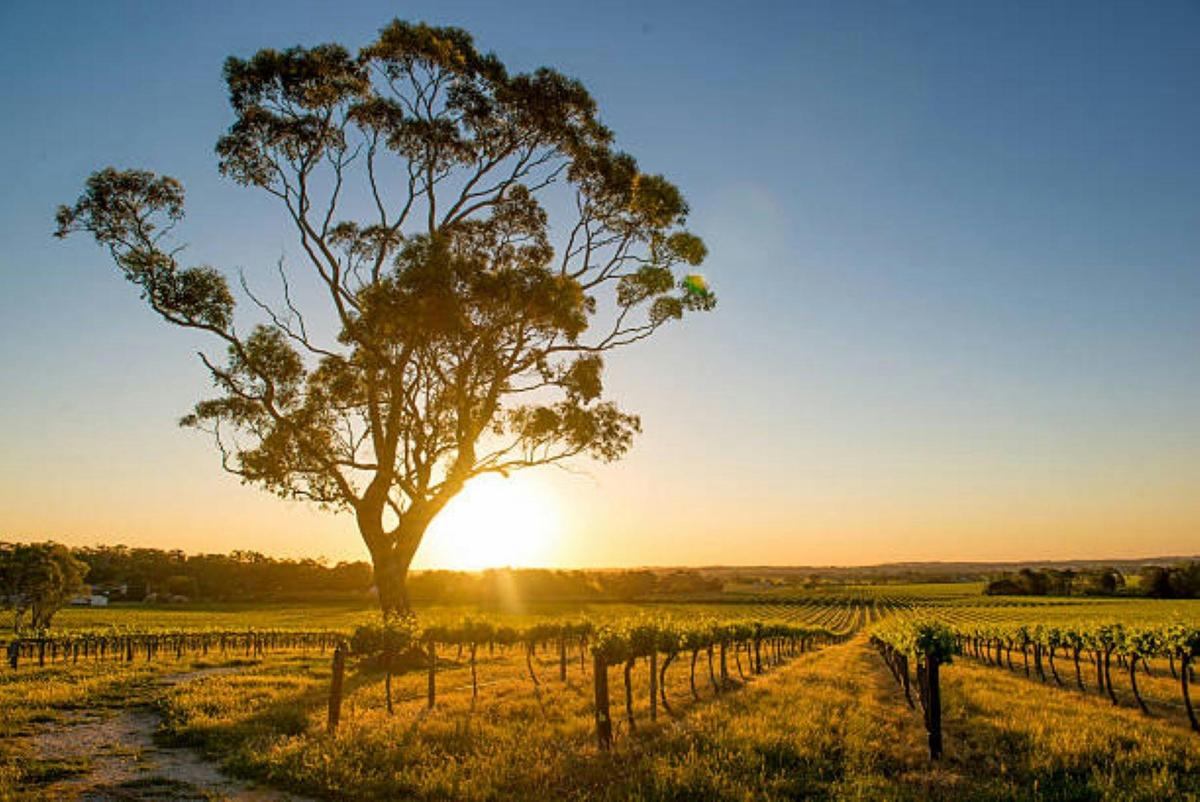 Vineyard