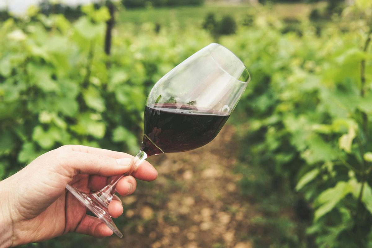 Winery visit