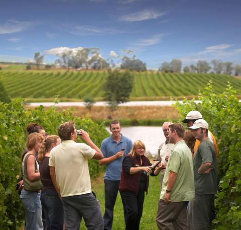 In the vines