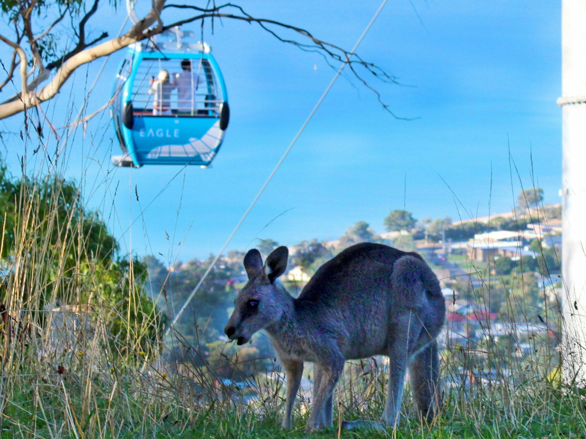 Local wildlife spotted at Arthurs Seat Eagle