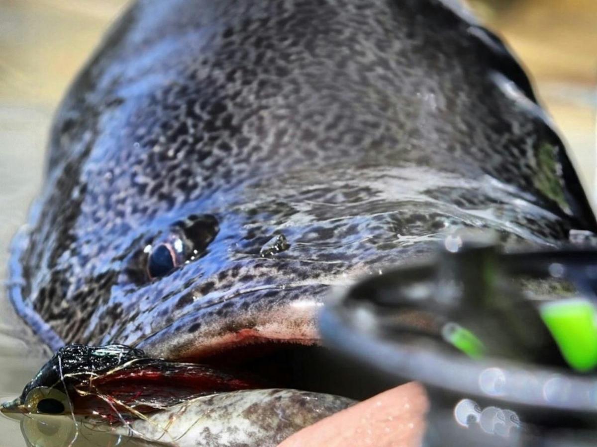 The Iconic Mighty Murray Cod