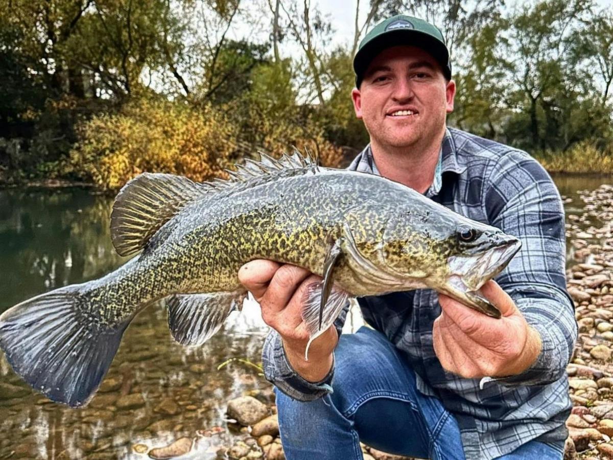 Murray Cod in the clear high country water