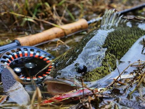 Murray Cod is the ultimate Fly Fishing Challenge