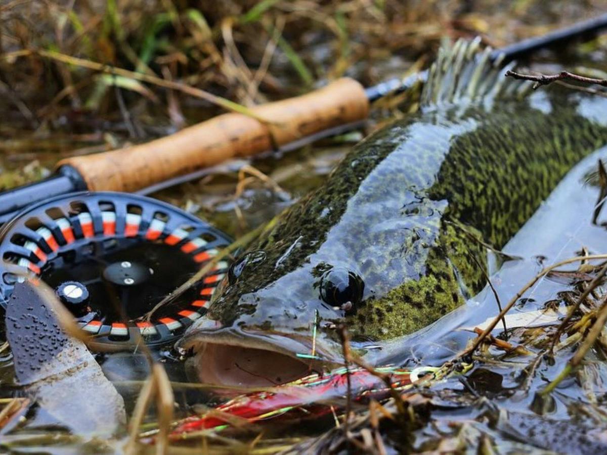 Murray Cod is the ultimate Fly Fishing Challenge