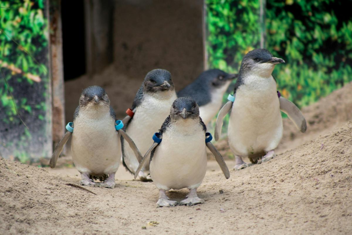 Little Penguins