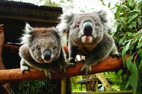 Ballarat Wildlife Park