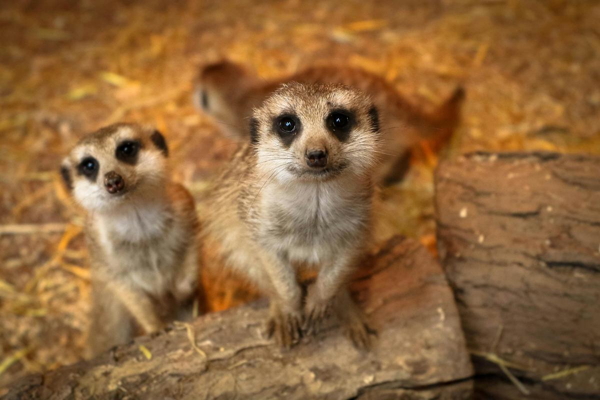 Meerkats at Ballarat Wildlife Park