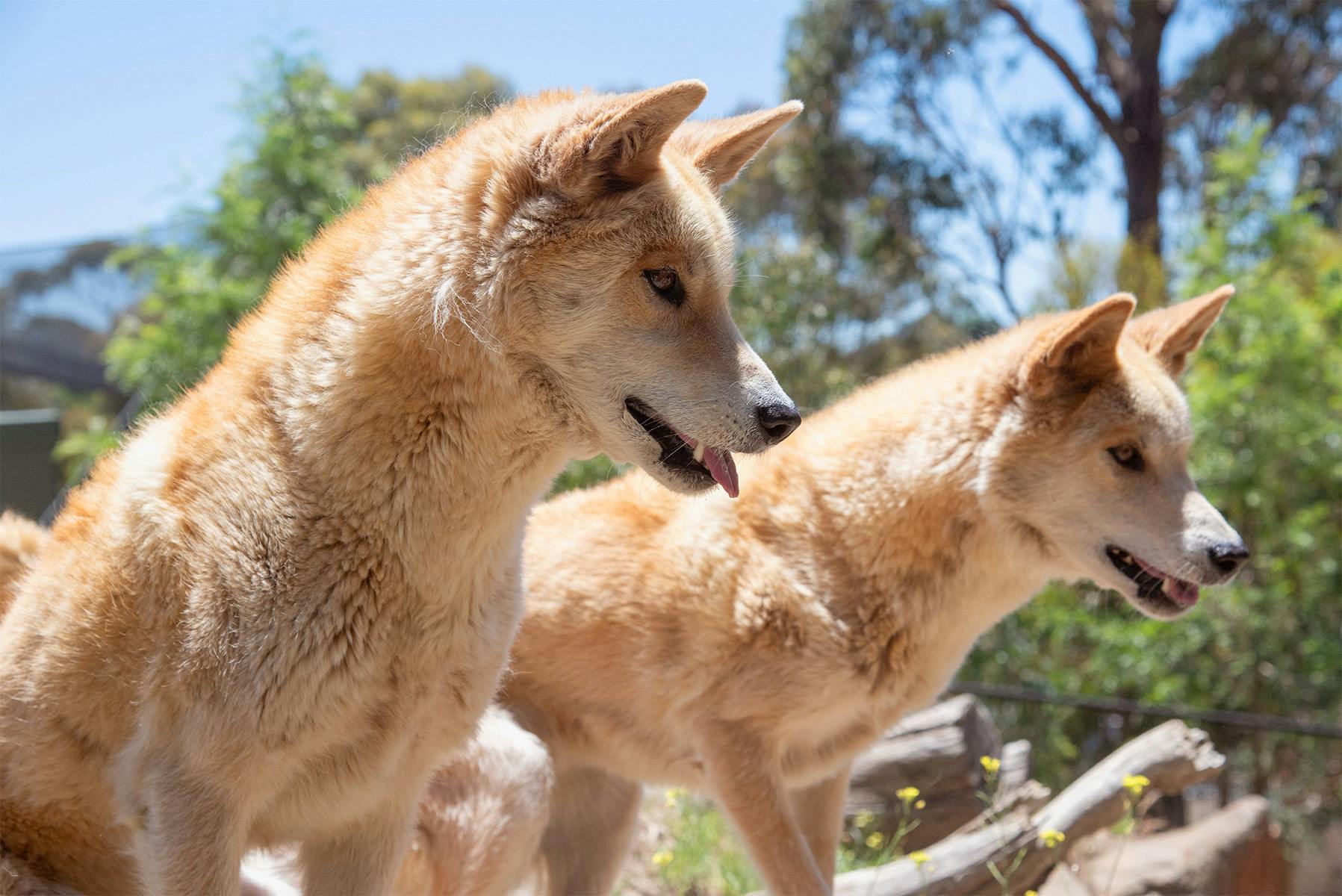 Dingoes at the Ballarat Wildlife Park