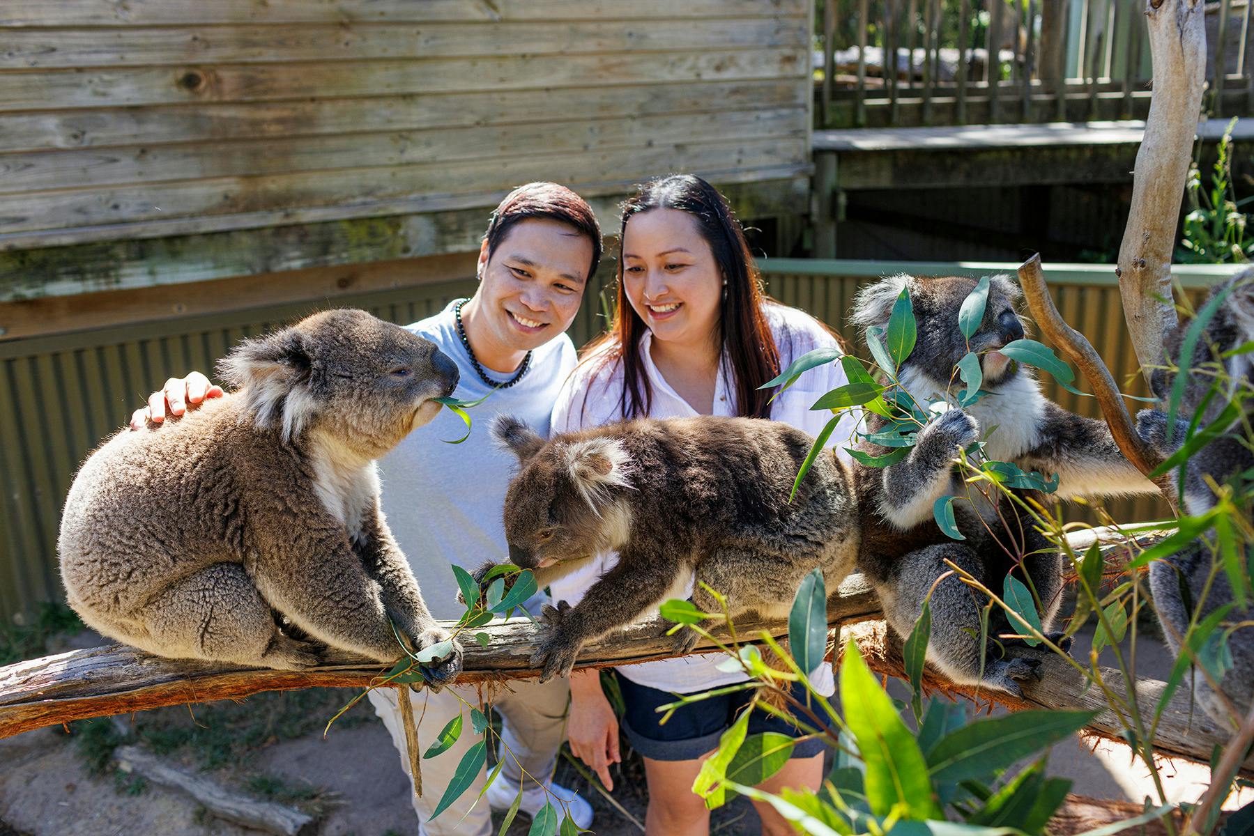 Koala Encounter at Ballarat Wildlife park