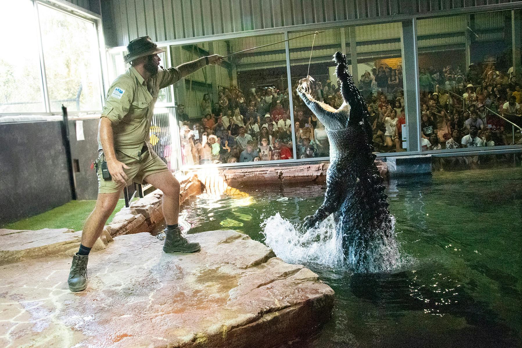 Crunch the Supercroc