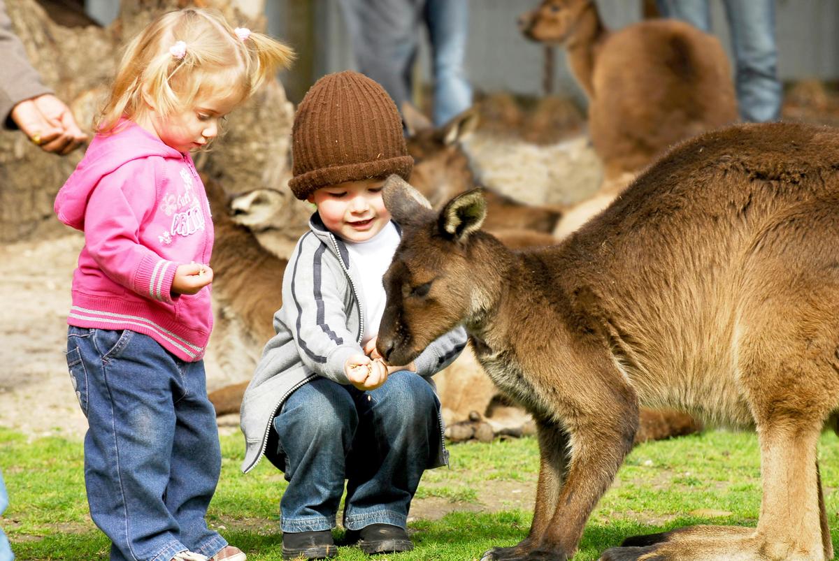 Feed kangaroos
