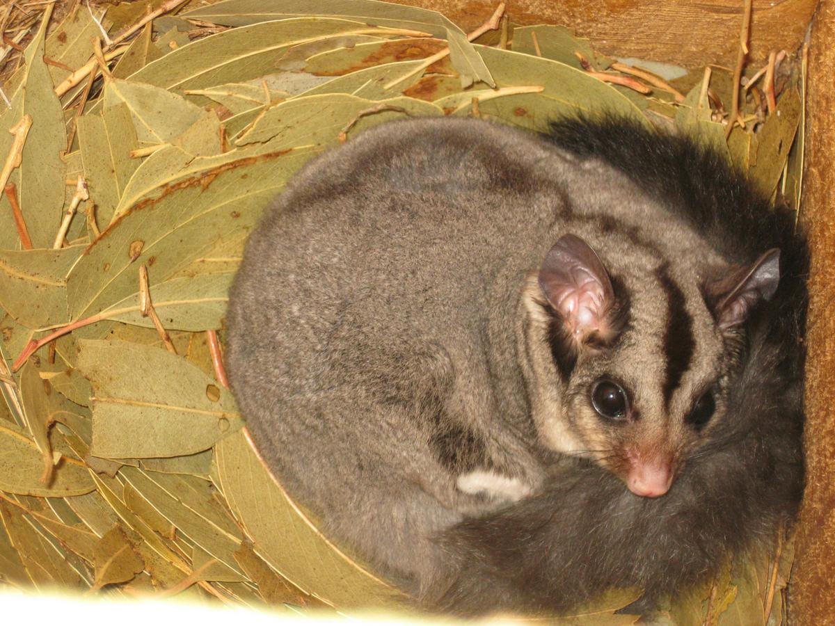 Squirrel Glider