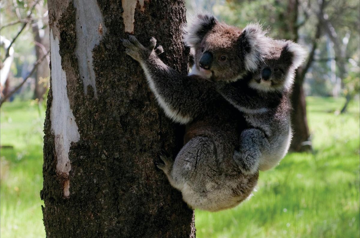Barmah National Park