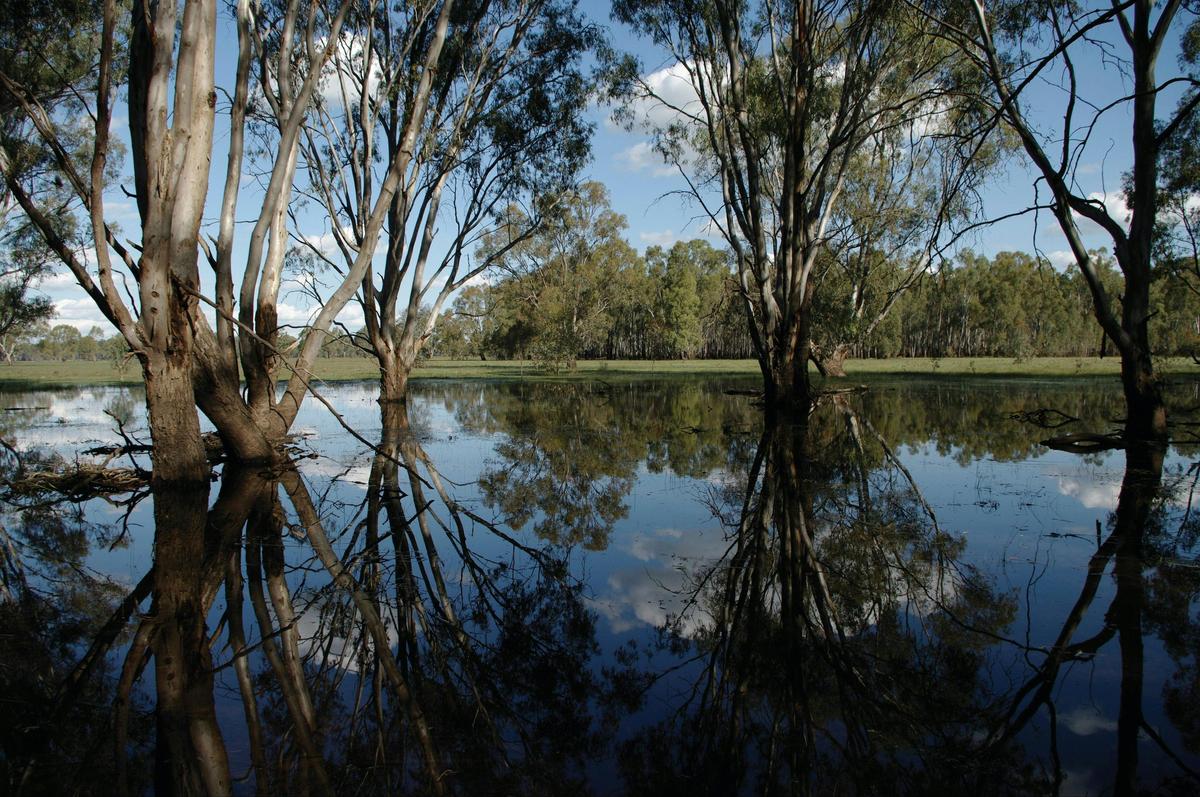 Barmah National Park