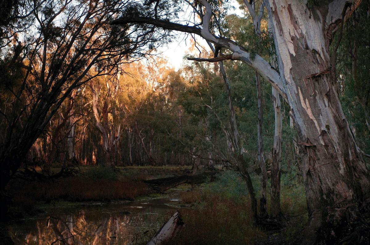 Barmah National Park