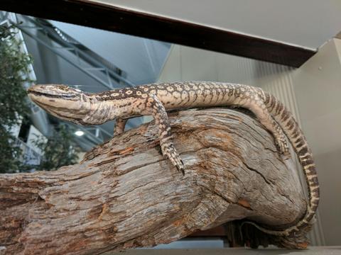 Barmah Forest Heritage and Education Centre - Nathalia