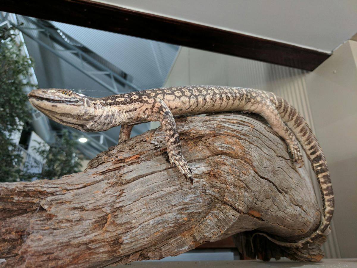 Barmah Forest  Heritage and Education Centre