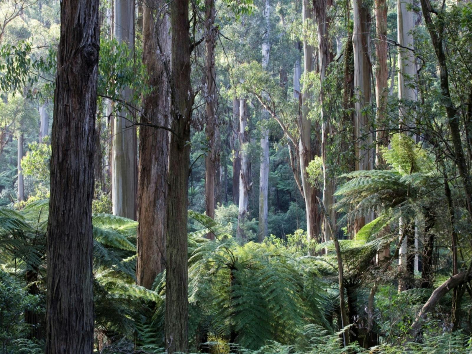 Towering mountain ash trees and ferns in Dandenong Ranges near Babaji’s Kerala Kitchen Belgrave