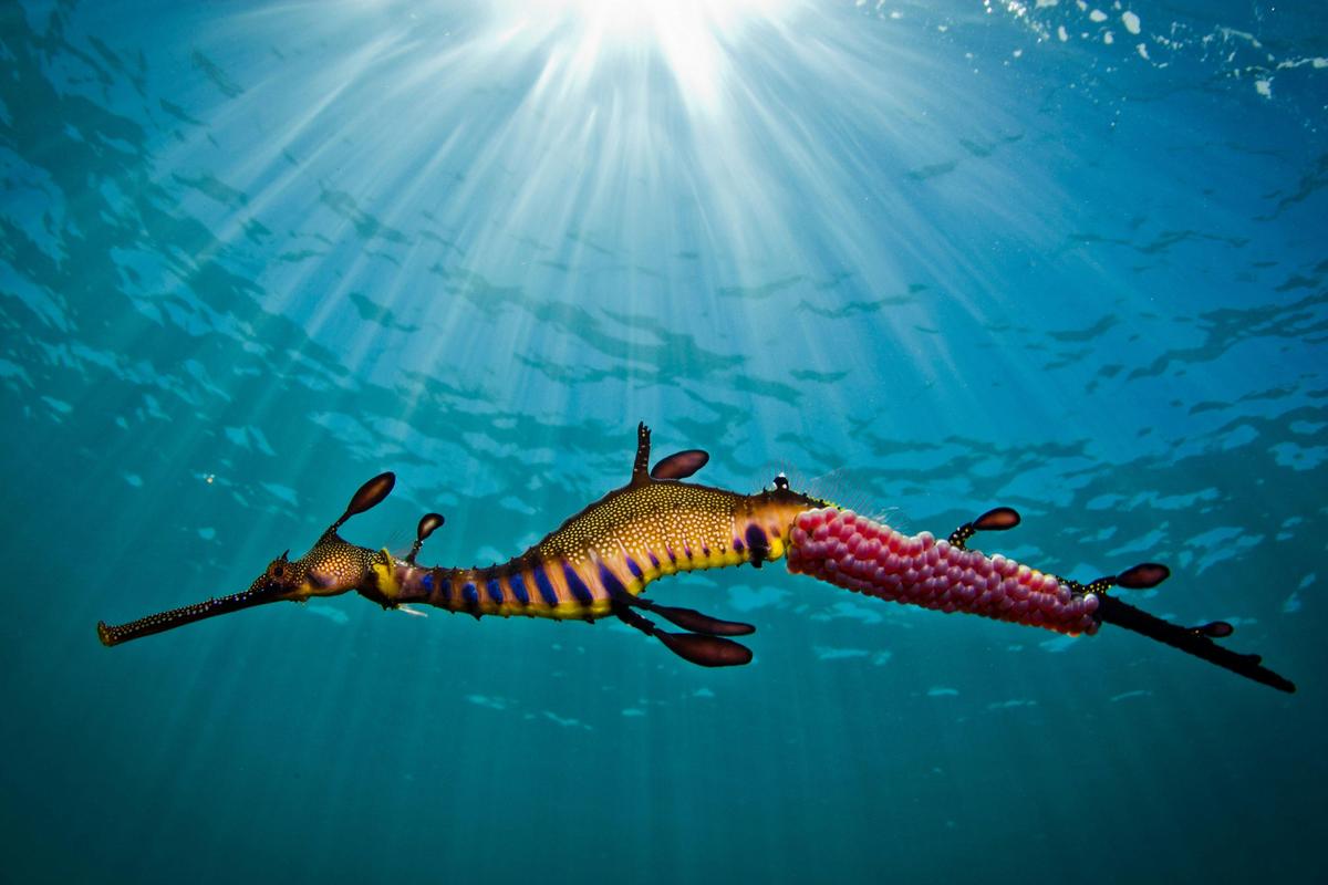 A Weedy Sea Dragon in Portsea
