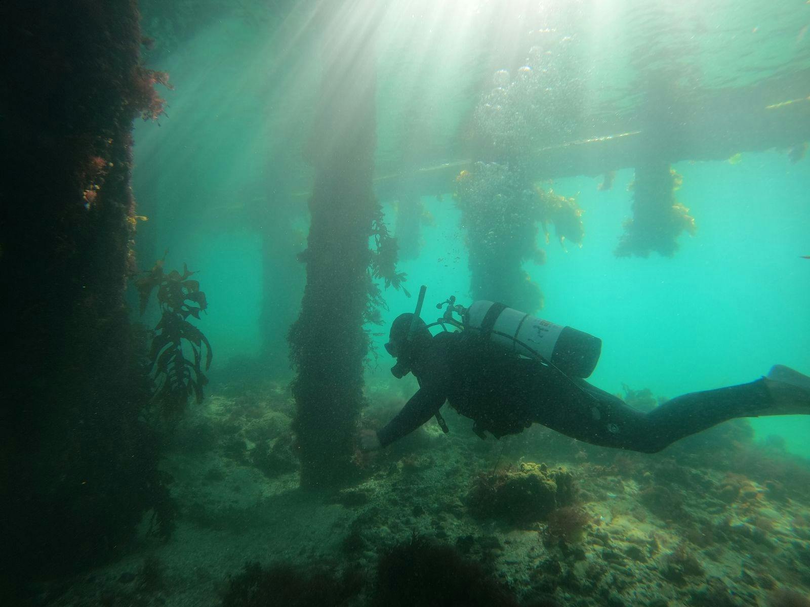 Scuba Diving Portsea Pier