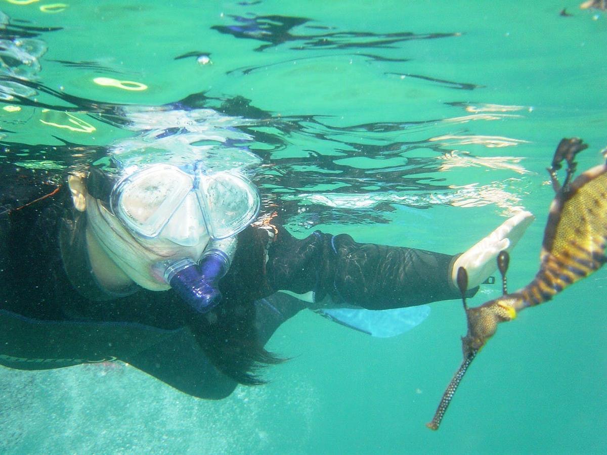 Snorkel with the Sea Dragons