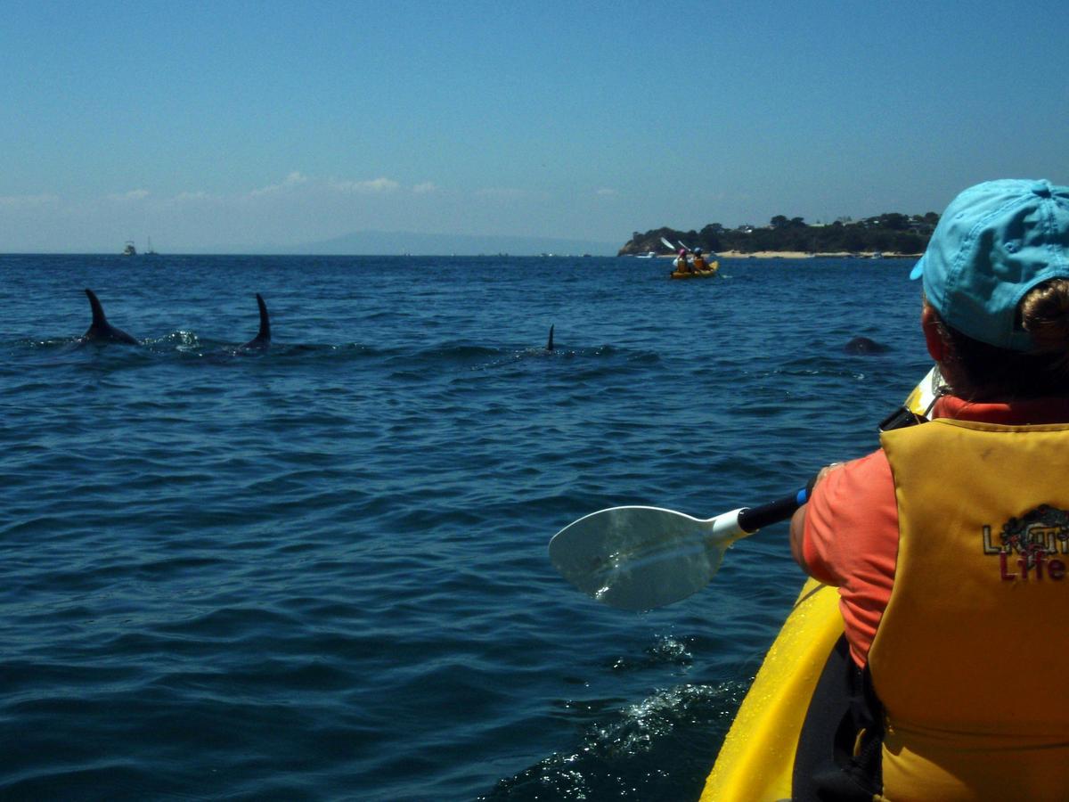 Kayak the Dolphin Sanctuary Mornington Peninsula