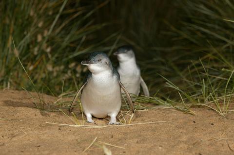 little penguins - Phillip island