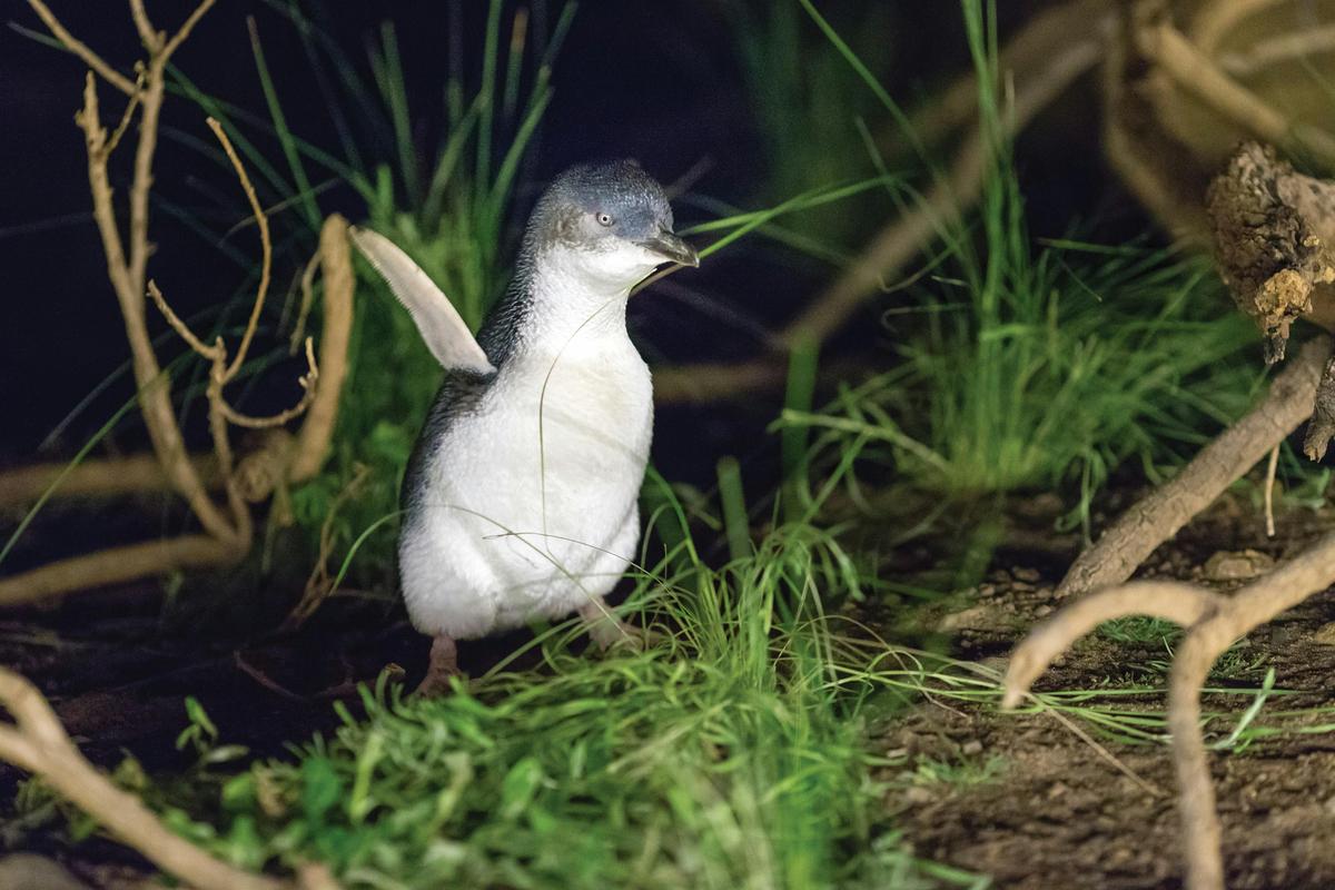 little Penguin - phillip island