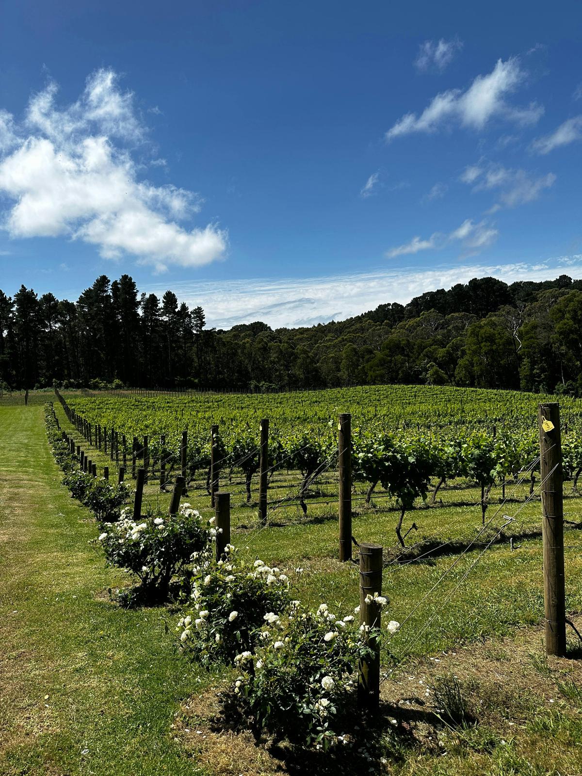 Vines - Mornington Peninsula