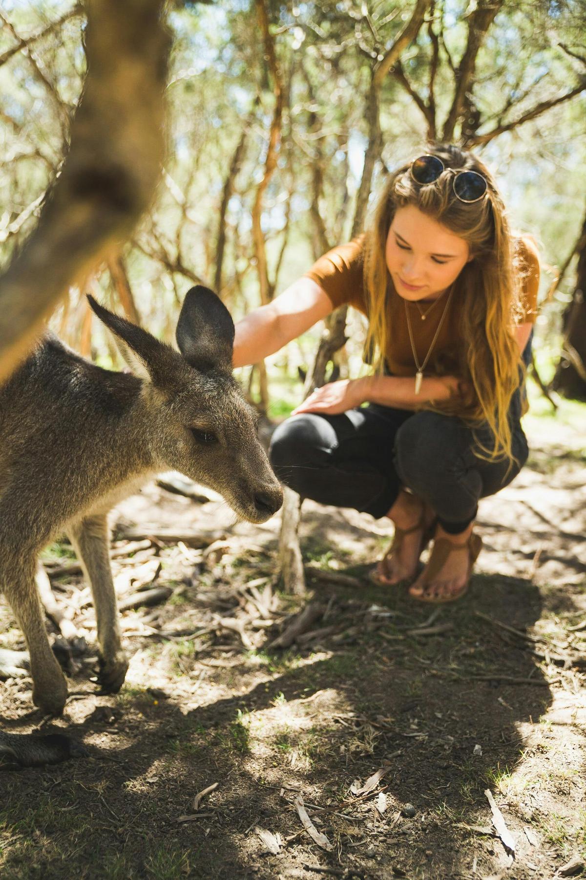 hand feed kangaroo moonlit sanctuary