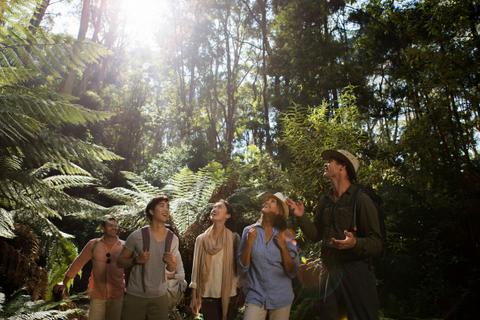 Great Otway Rainforest