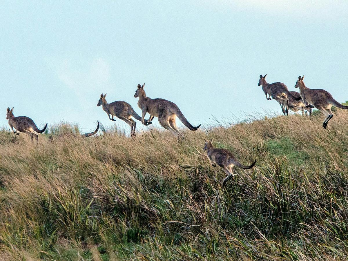 See kangaroos in the wild on Autopia 1 Day Grampians Tour
