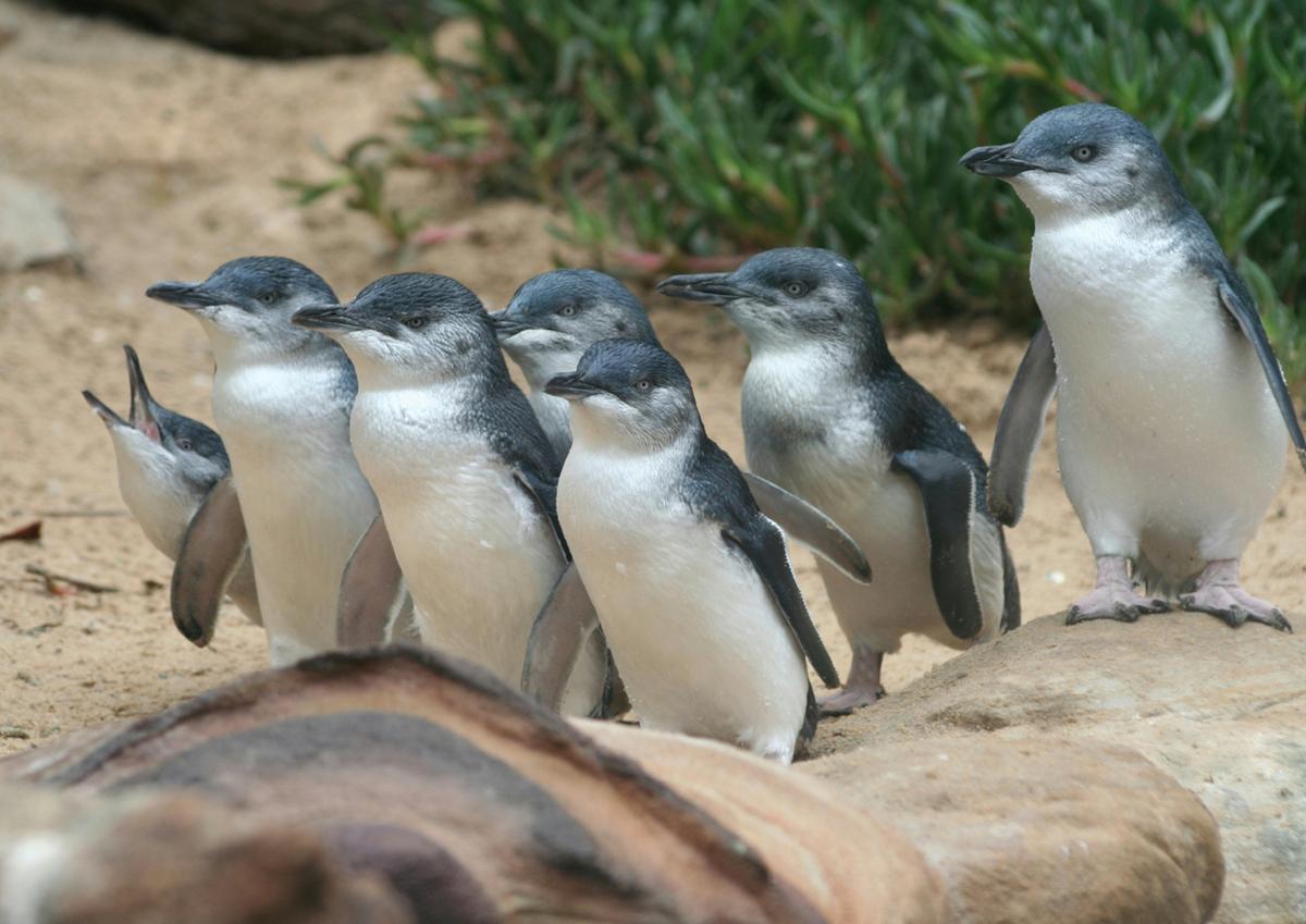 Enjoy the inspiring Penguin Parade at Phillip Island Nature Parks
