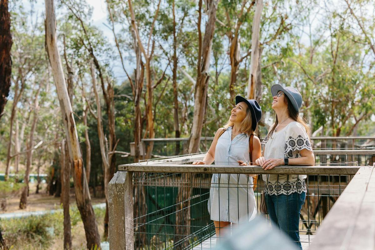 Autopia - Phillip Island Koala Conservation Reserve