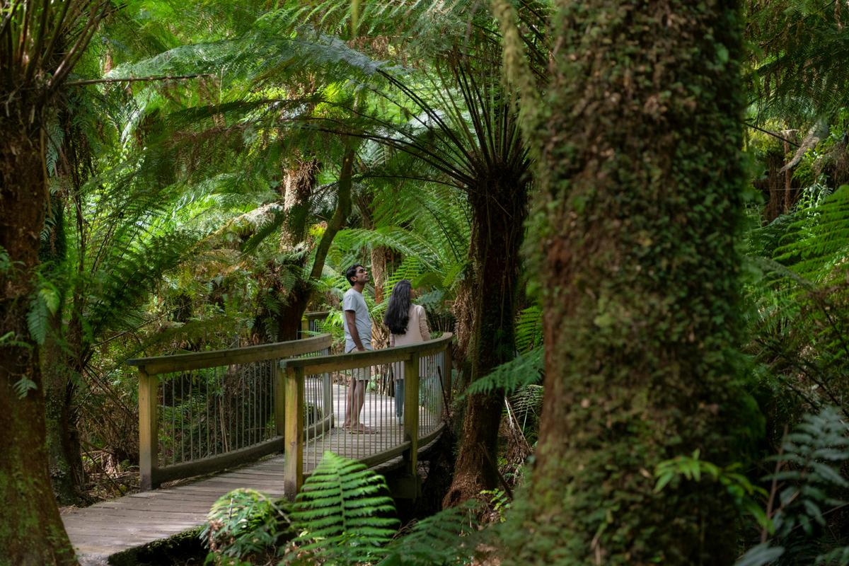Otway Rainforest, Great Ocean Road