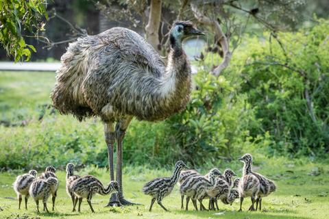 Autopia - Grampians Wildlife in the spring time