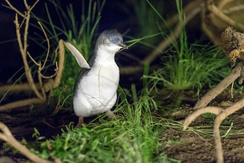 Phillip Island Penguins - Penguin Excitement
